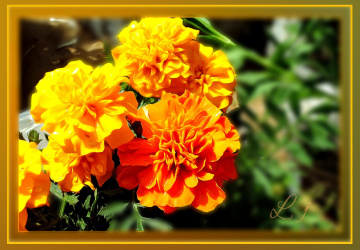 Marigolds