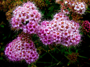 BLÜTEN