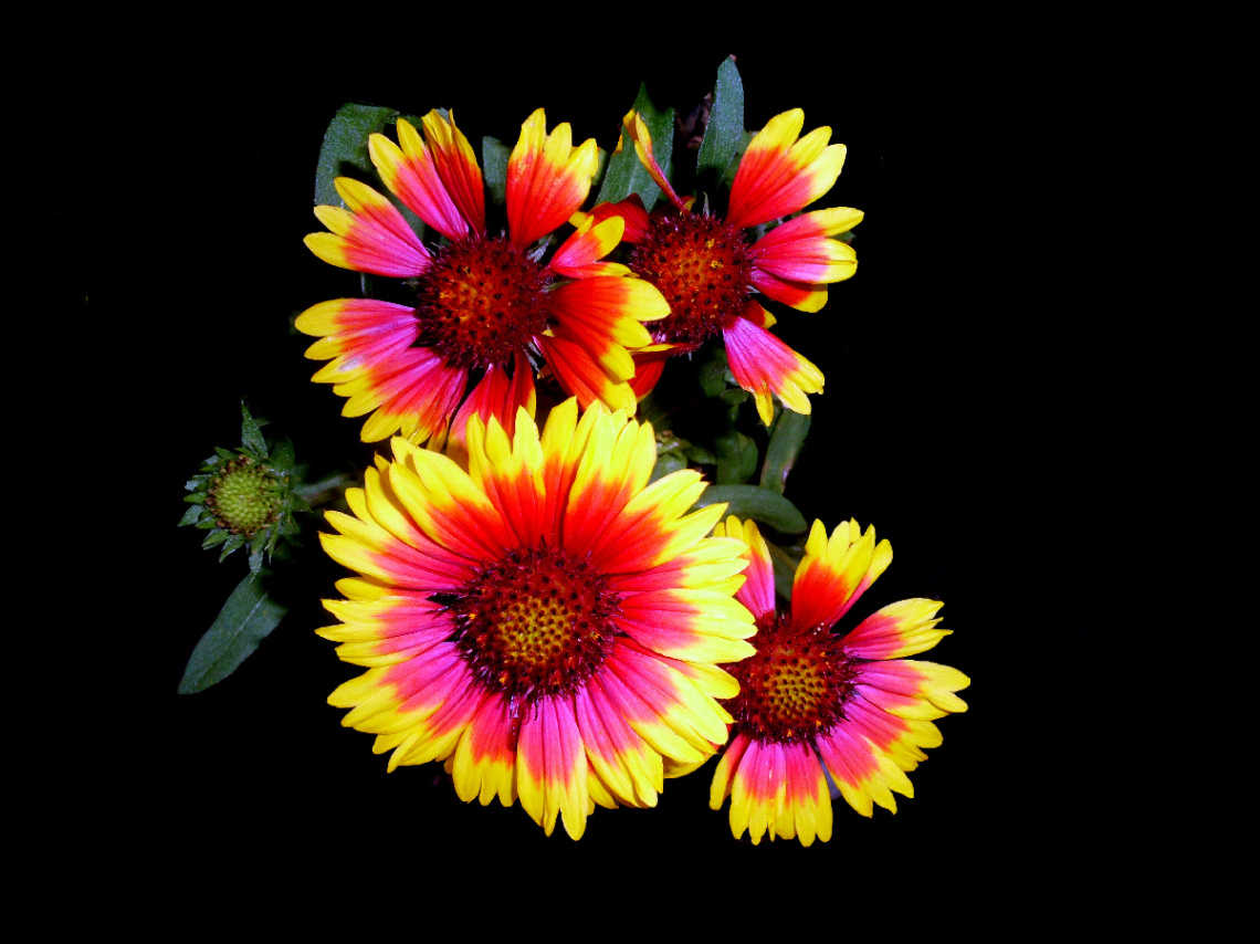 BLÜTEN