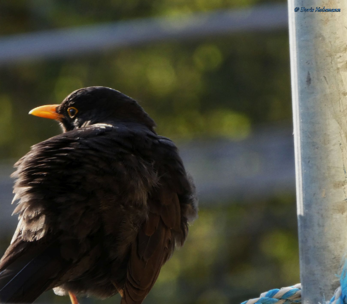 Blackbird