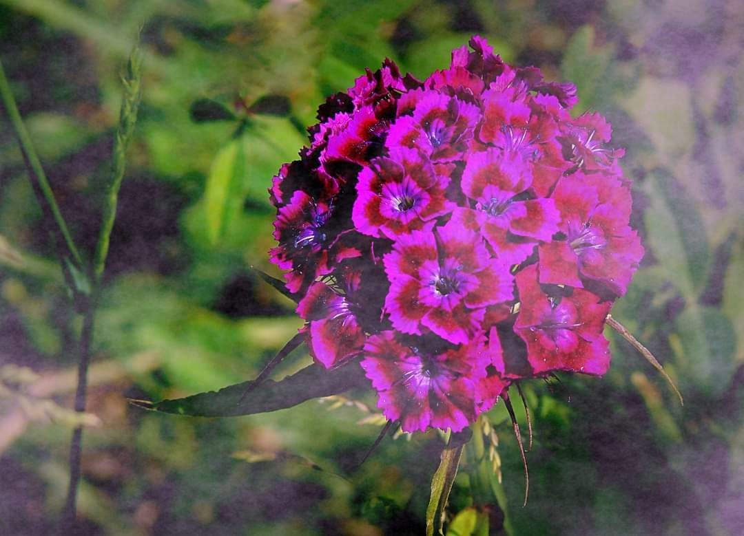 SWEET WILLIAM