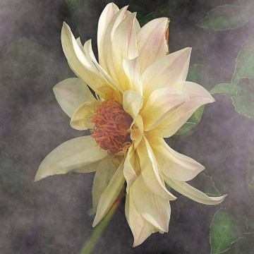 DAHLIA 