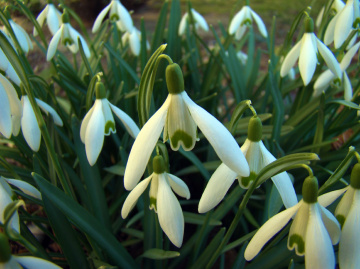 BLÜTEN