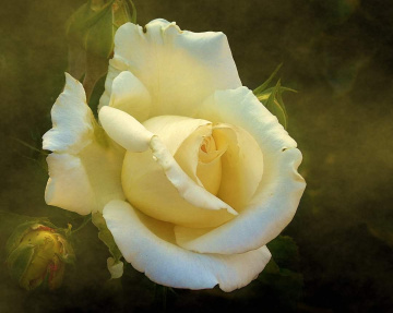 CREAMY ROSE