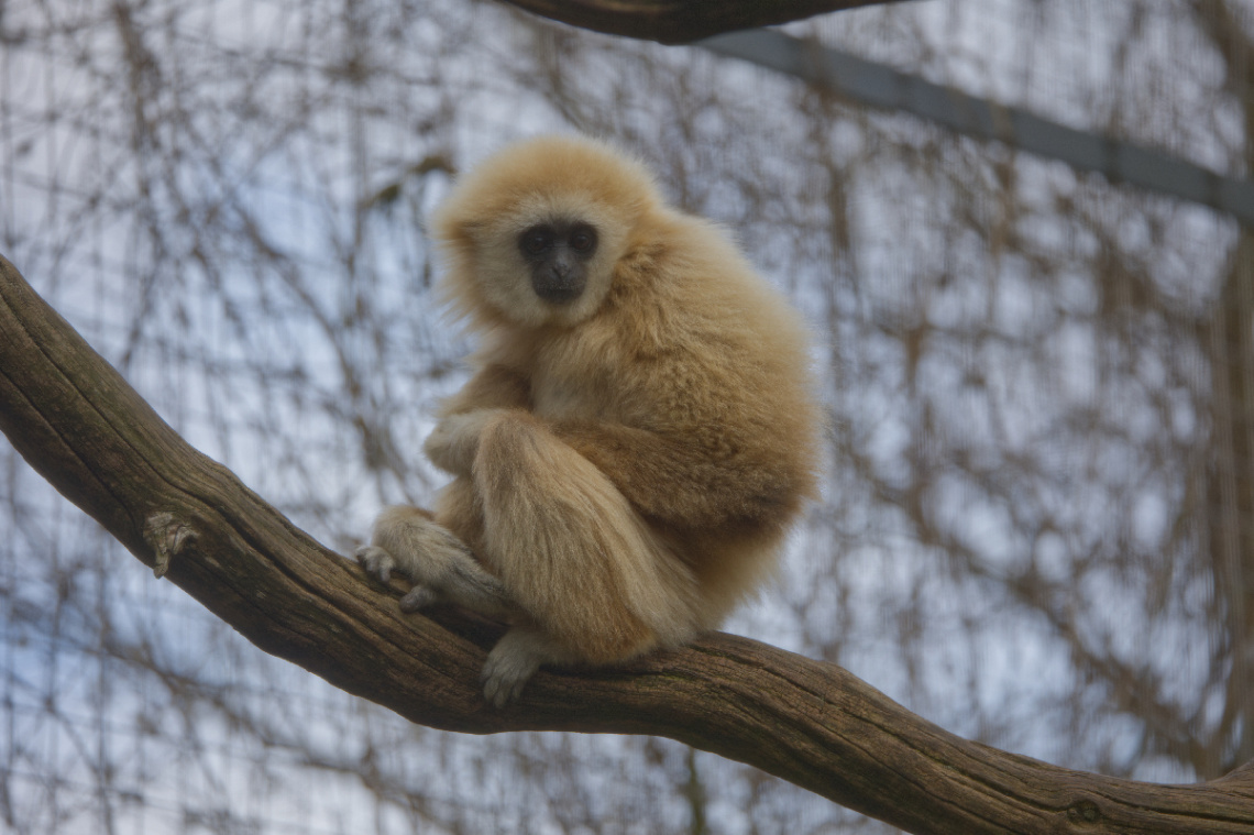 Zoo - København 2023.