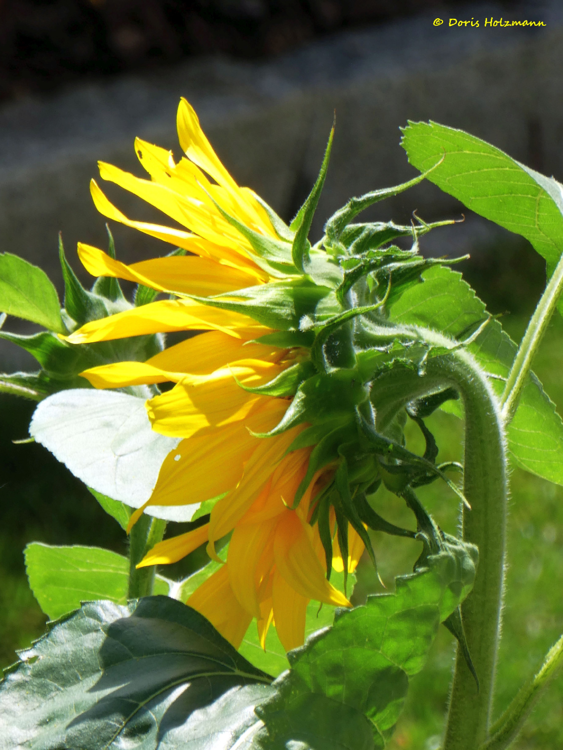 sunflower