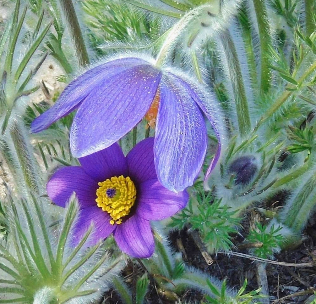ANEMONES
