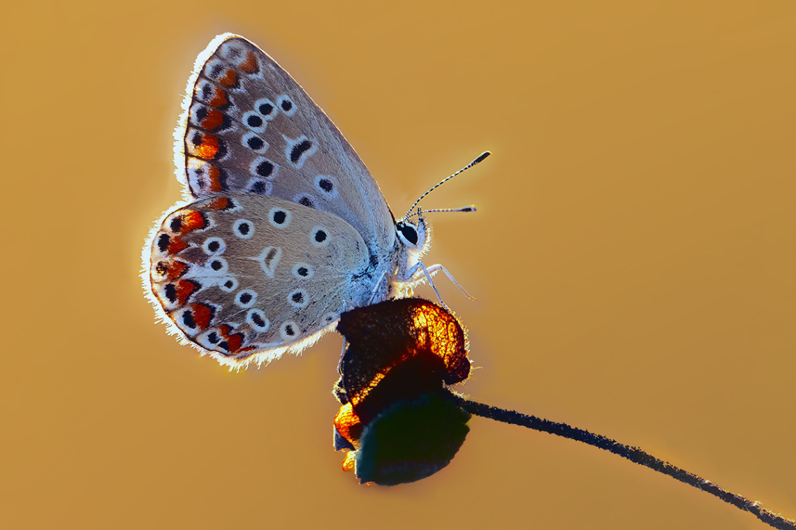 Kelebek