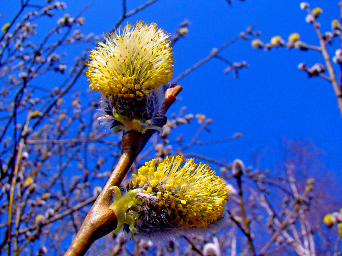 FRÜHLING