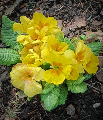 THE FIRST PRIMULAS