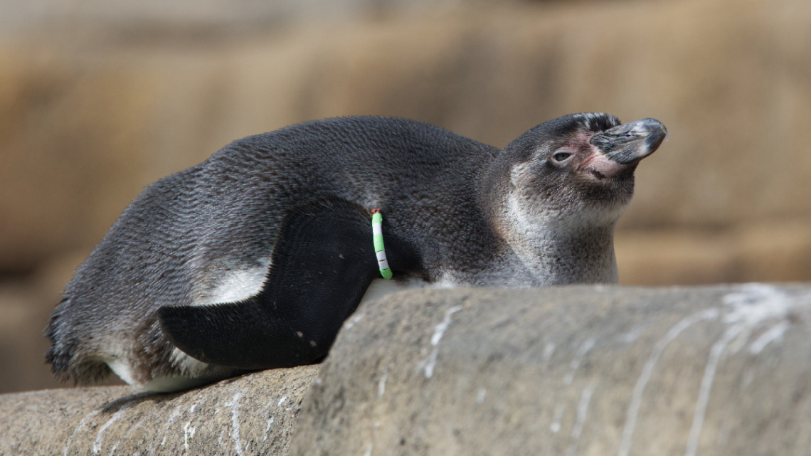 Fra Københavns Zoologiske Have - 4. April 2023.