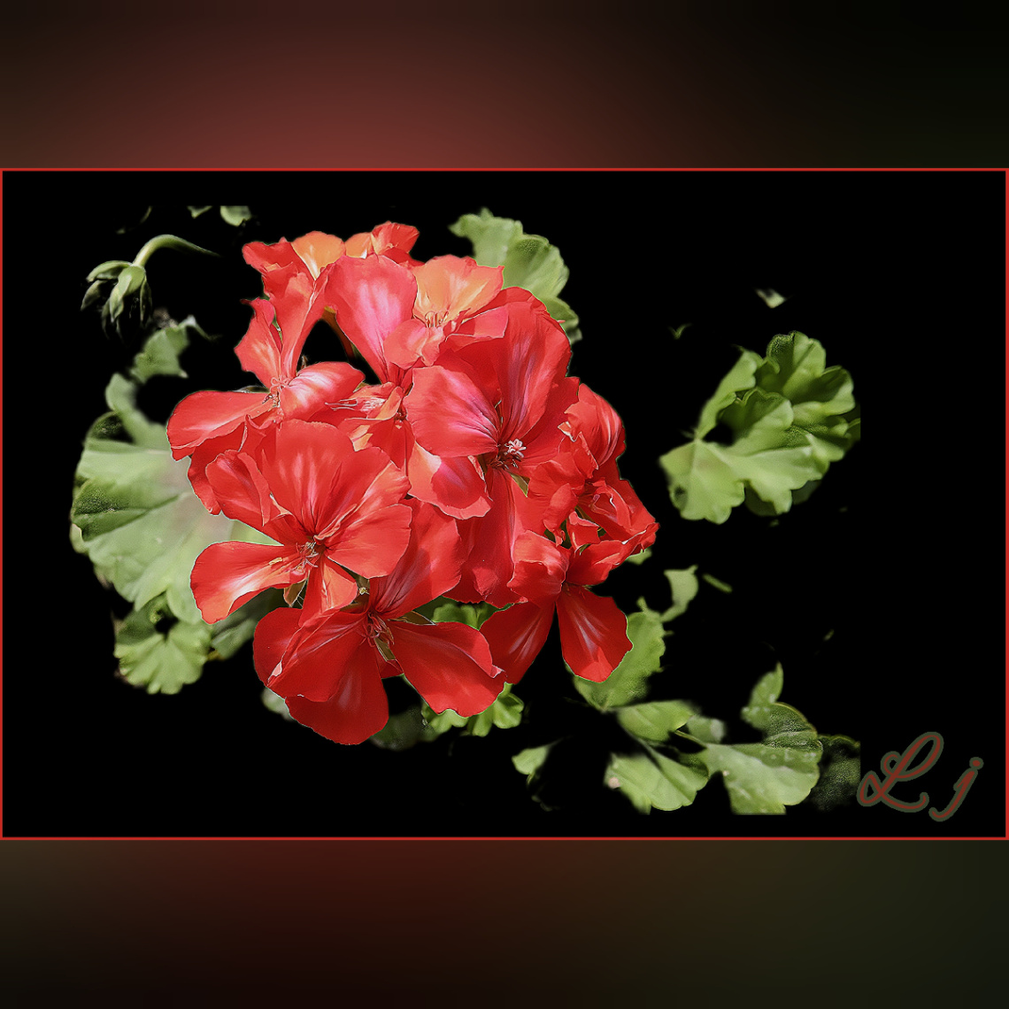 Geranium beauty ❤️⚜❤️