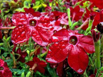 BLÜTEN
