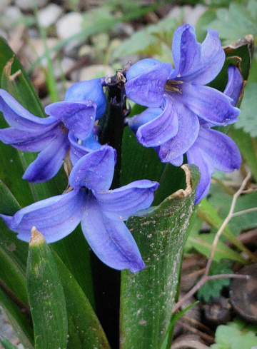 SPRING HYACINTH 