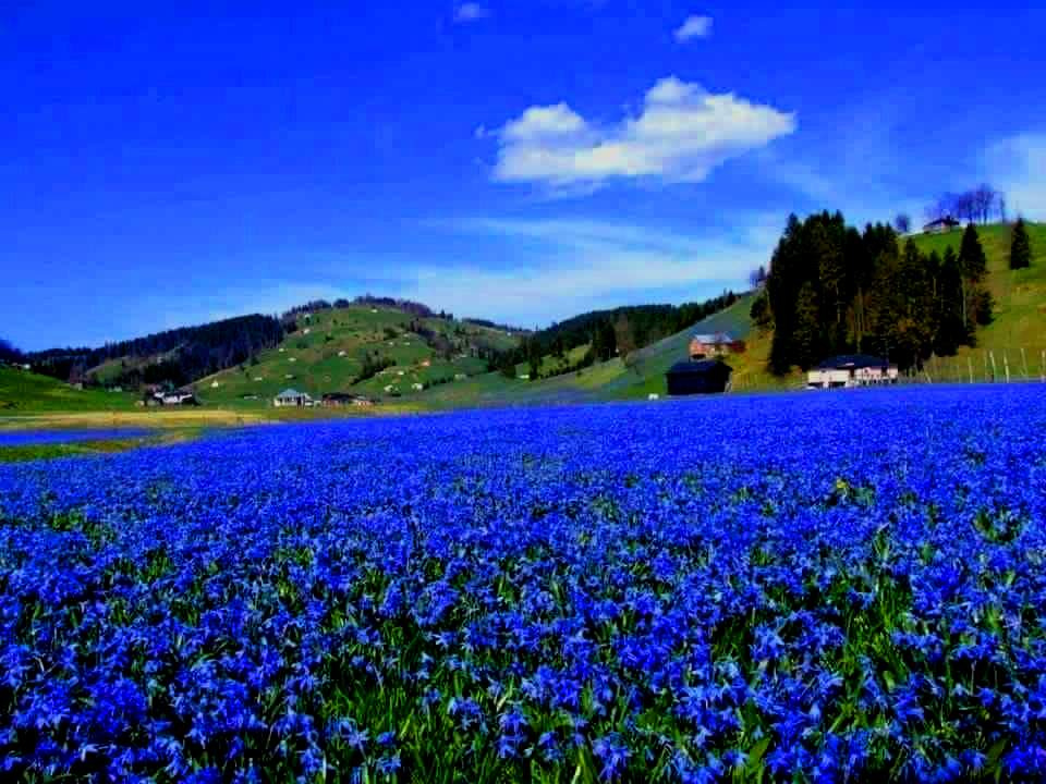 TRABZON 