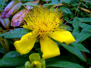 BLÜTE