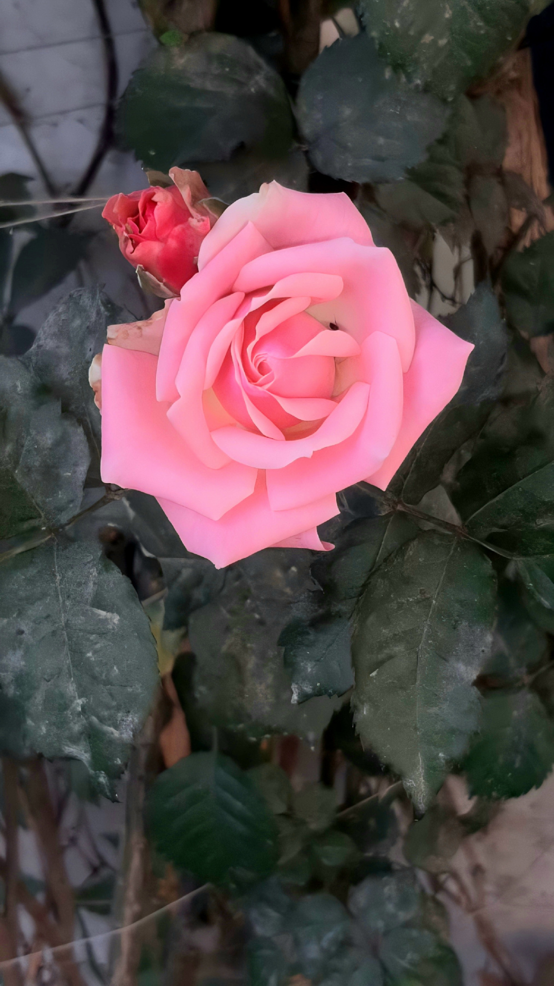1st Rose of this Spring