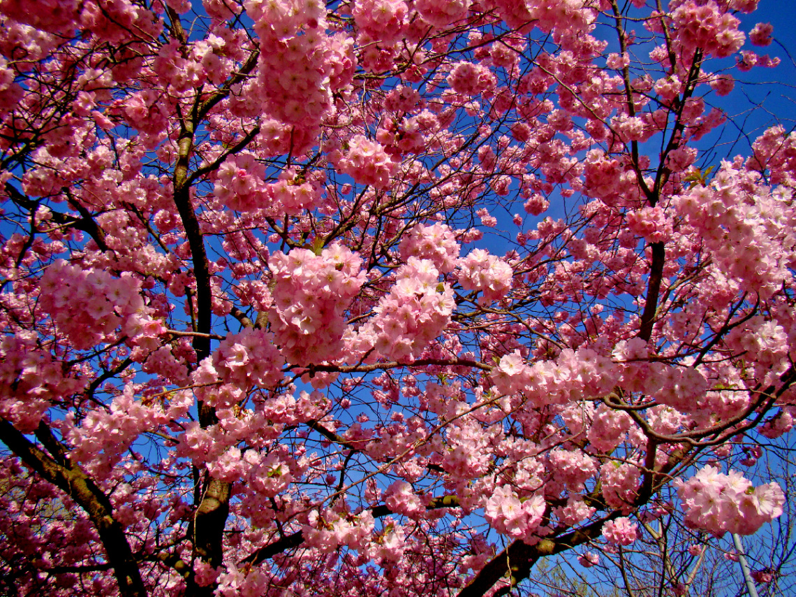 BLÜTEN