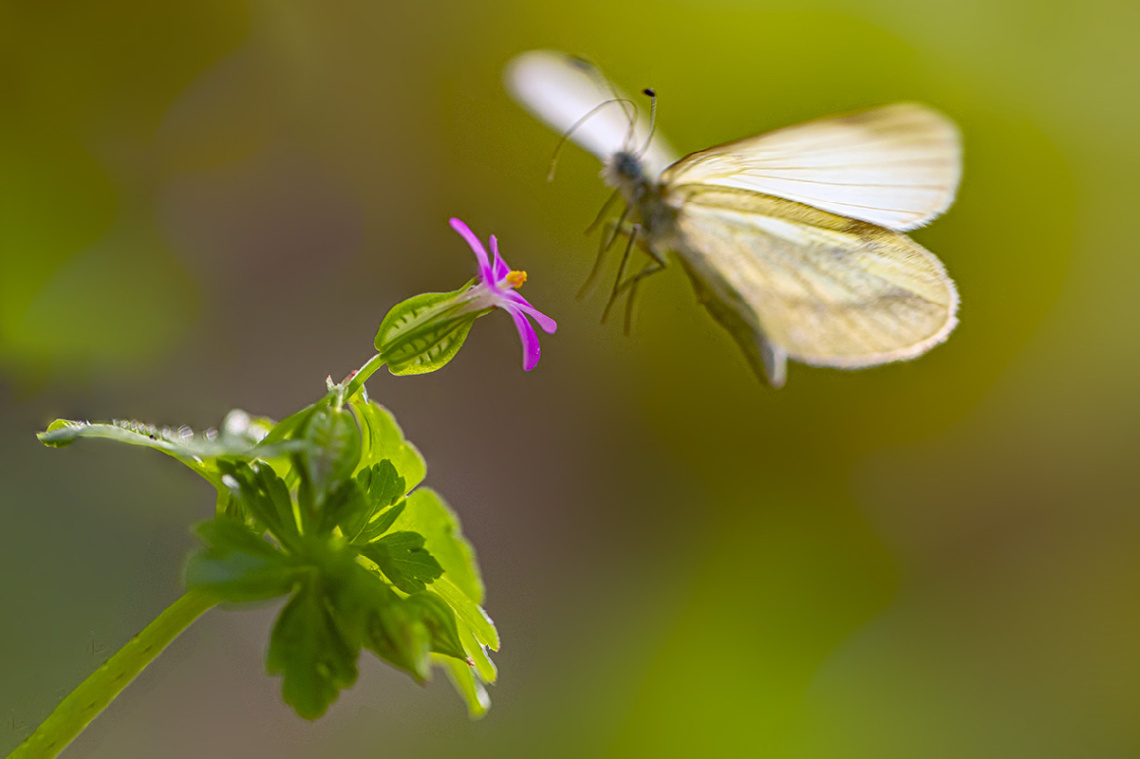 Kelebek Uçuş - Konuş Öncesi ve Çiçek