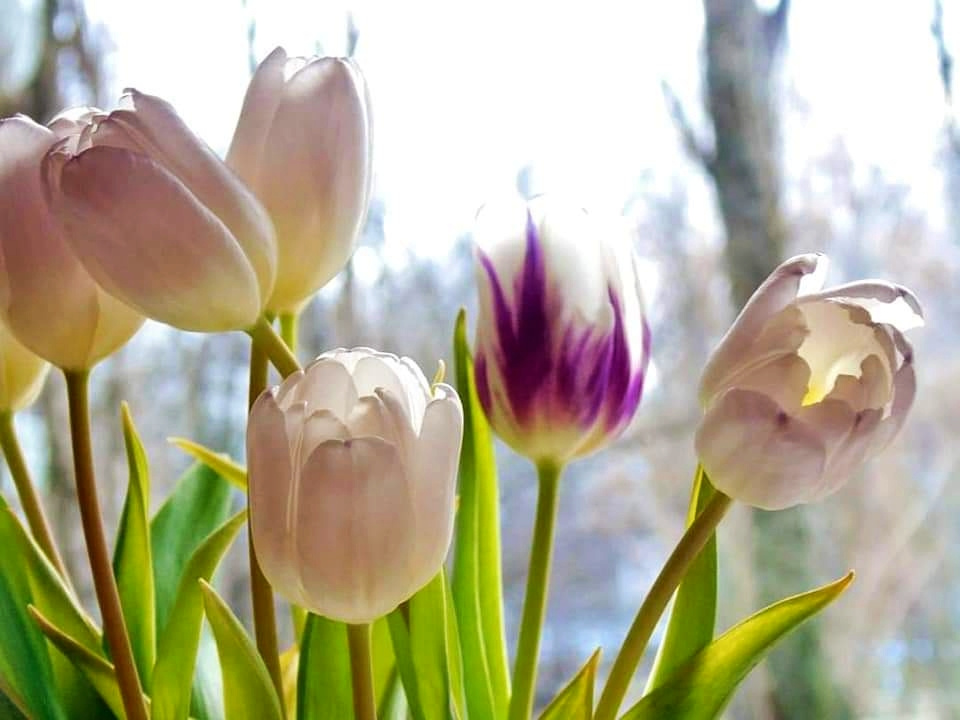 SPRING TULIPS