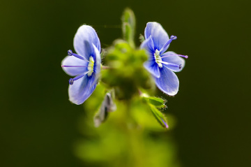 Kır Çiçeği (Ramazan Bayramınız Mübarek olsun... )