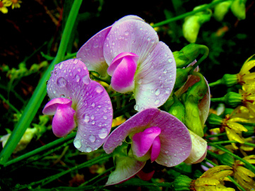 BLÜTEN