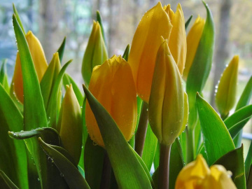 YELLOW  TULIPS
