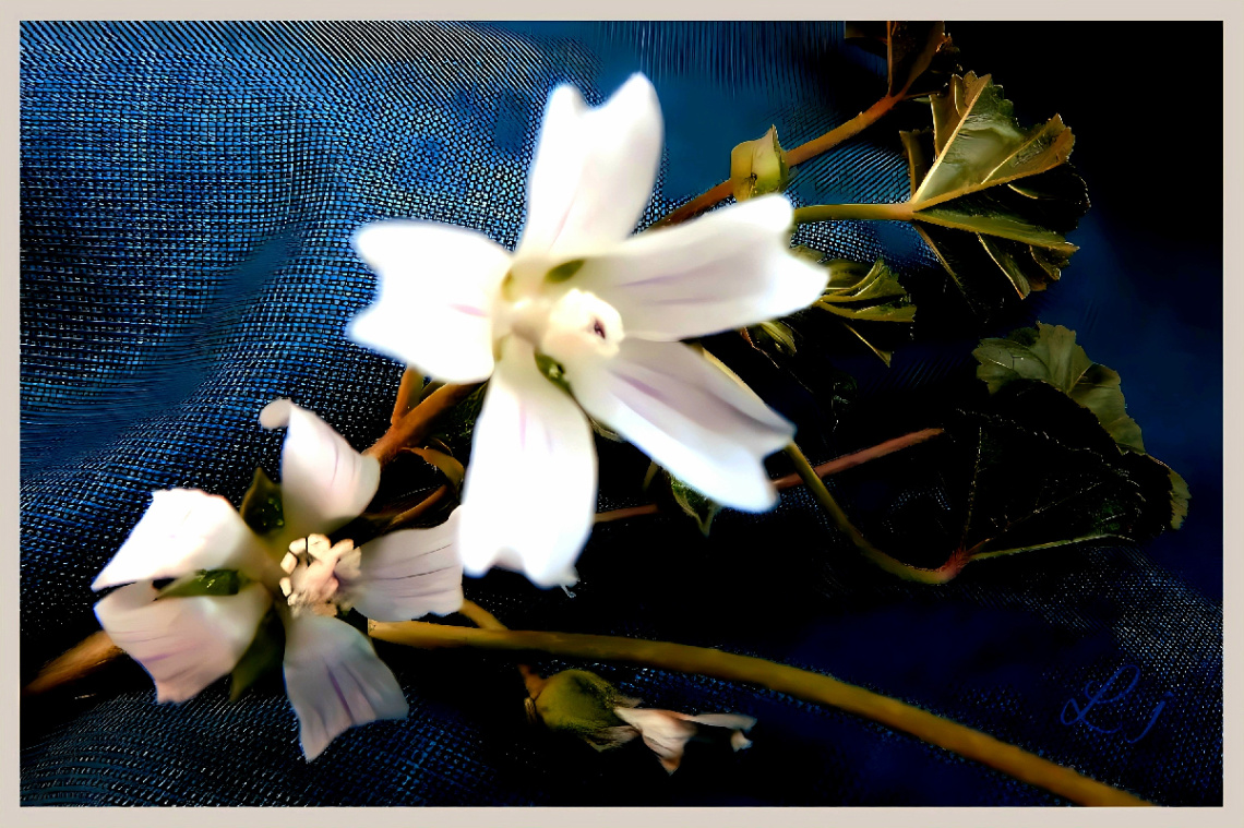 White star⚜