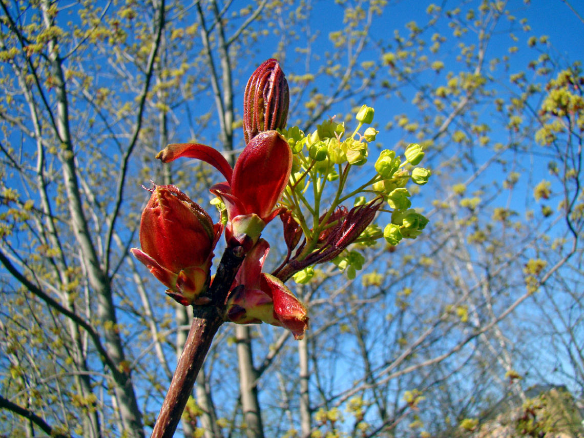 FRÜHLING