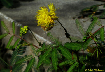 Neptunia lutea
