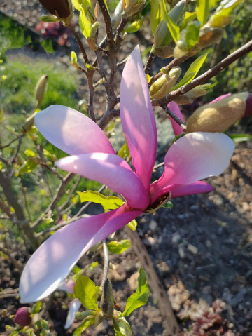 MAGNOLIA IN BLOOM