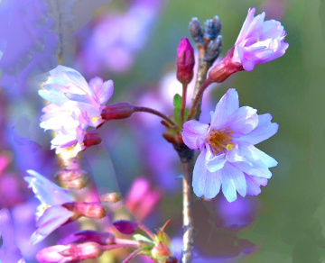 CHERRY TREE IN BLOOM