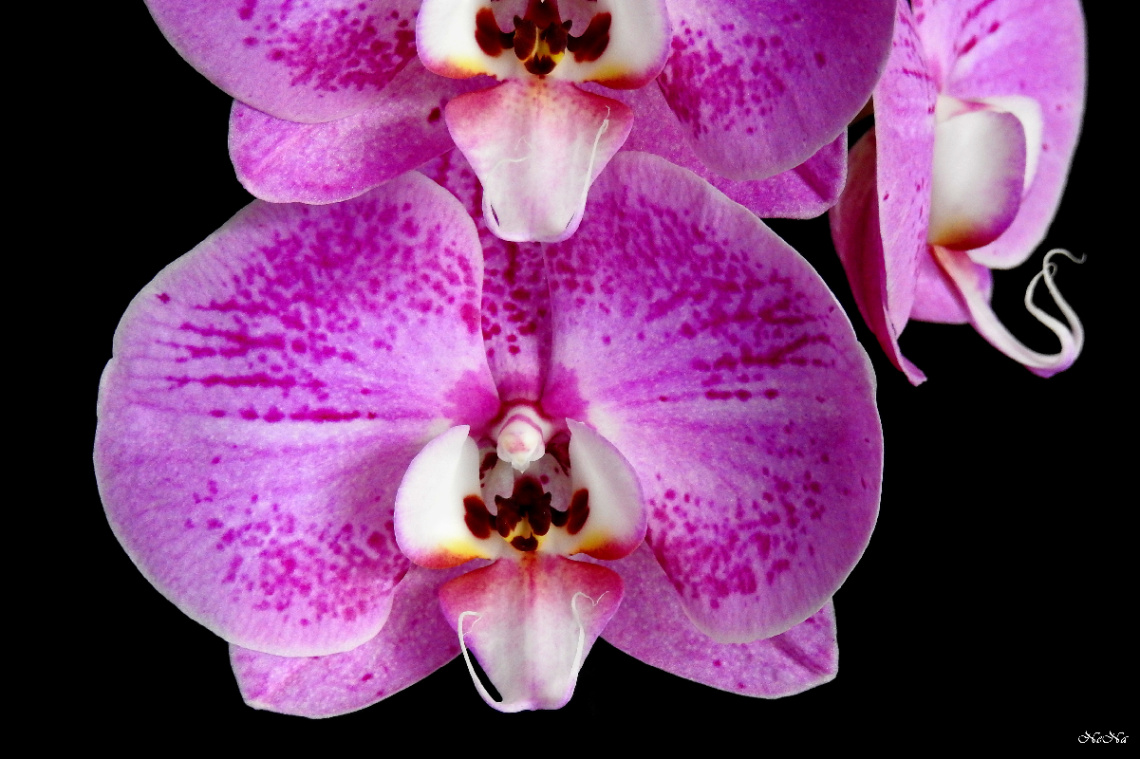 Orquídeas 