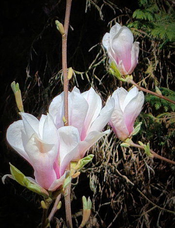 MAGNOLIA I LOVE