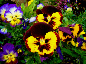 BLÜTEN