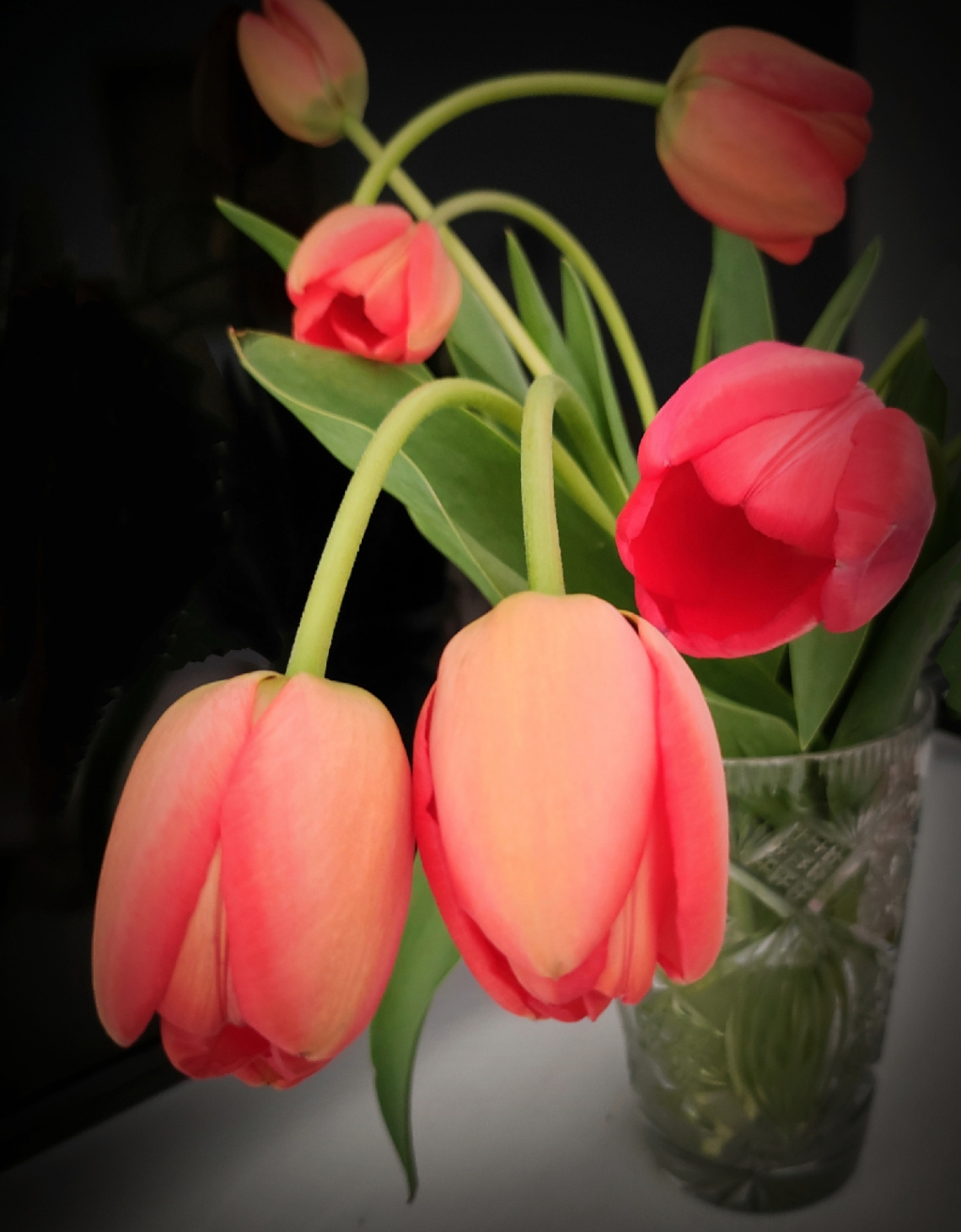 SPRING TULIPS