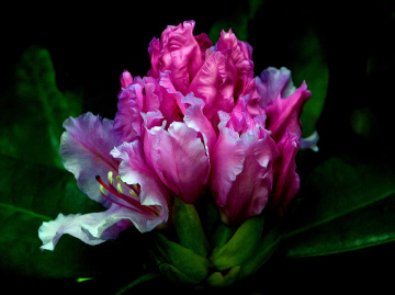 BLÜTEN