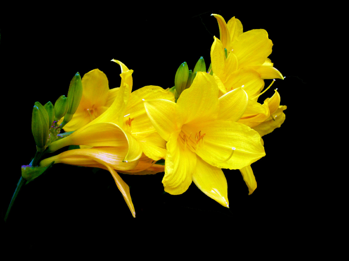 BLÜTEN