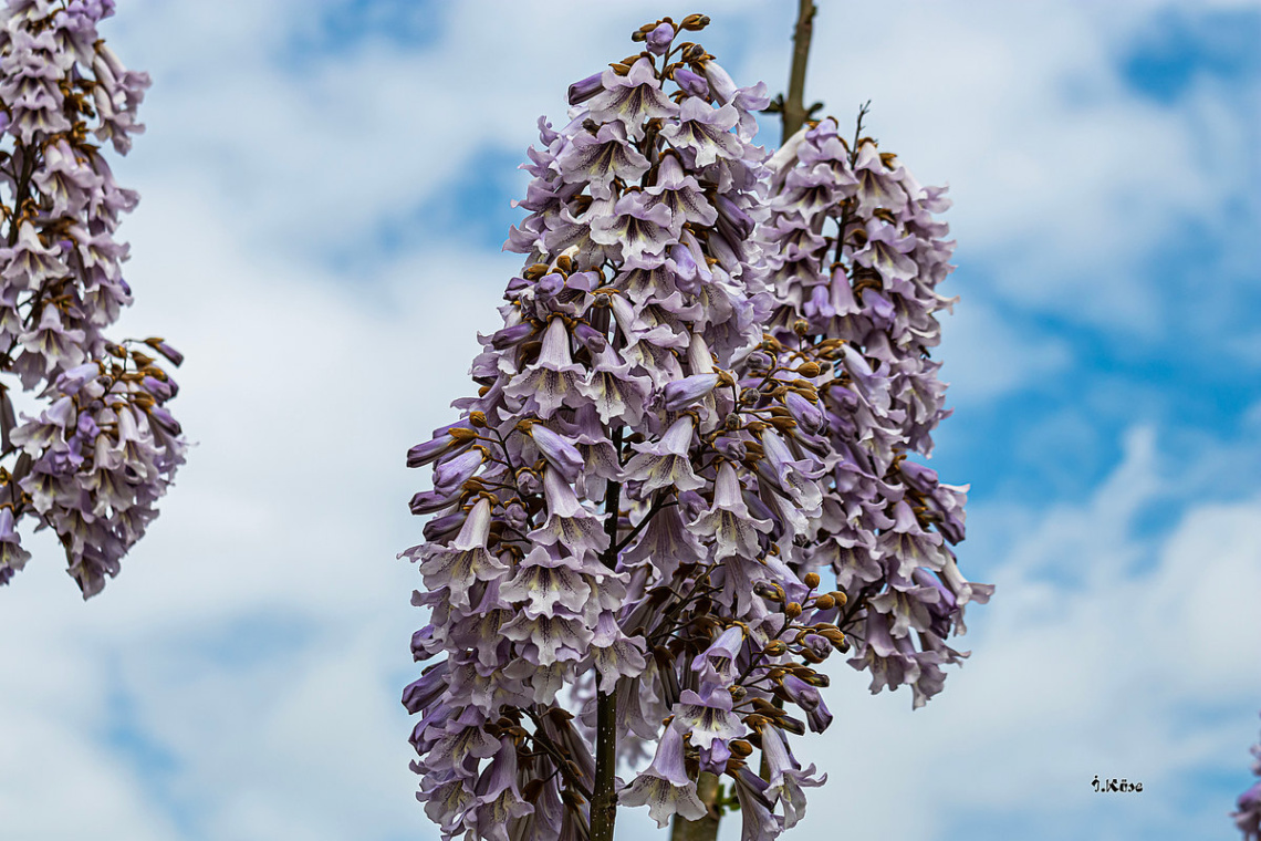 Pawlonia Ağacının çiçekleri