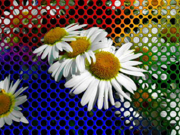ABSTRAKT / BLÜTEN