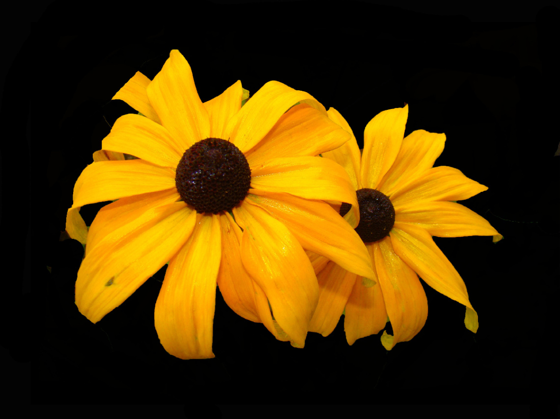 BLÜTEN