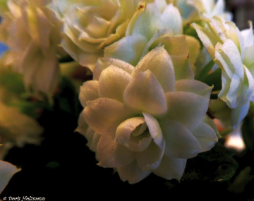 Kalanchoe blossfeldiana