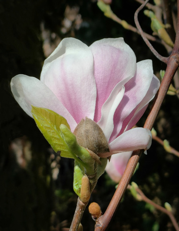 MAGNOLIA FLOWER