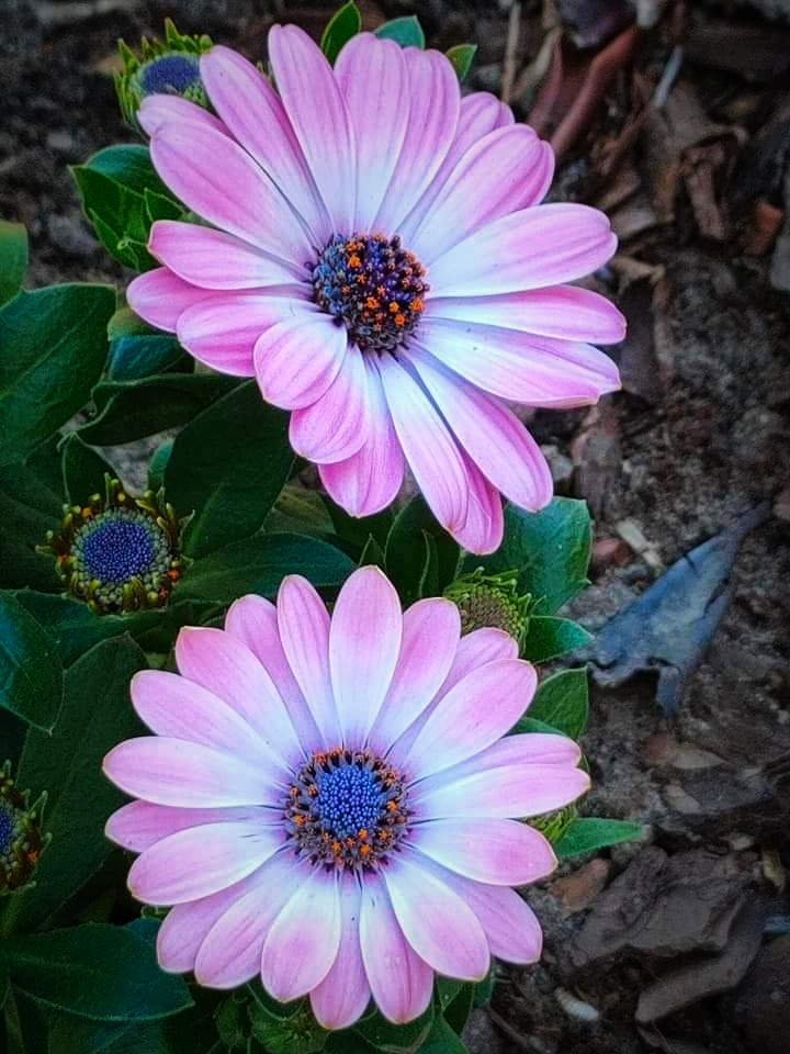 AFRICAN DAISIES