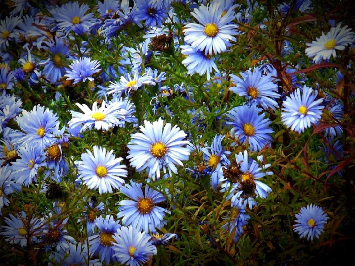 SMALL DAISIES