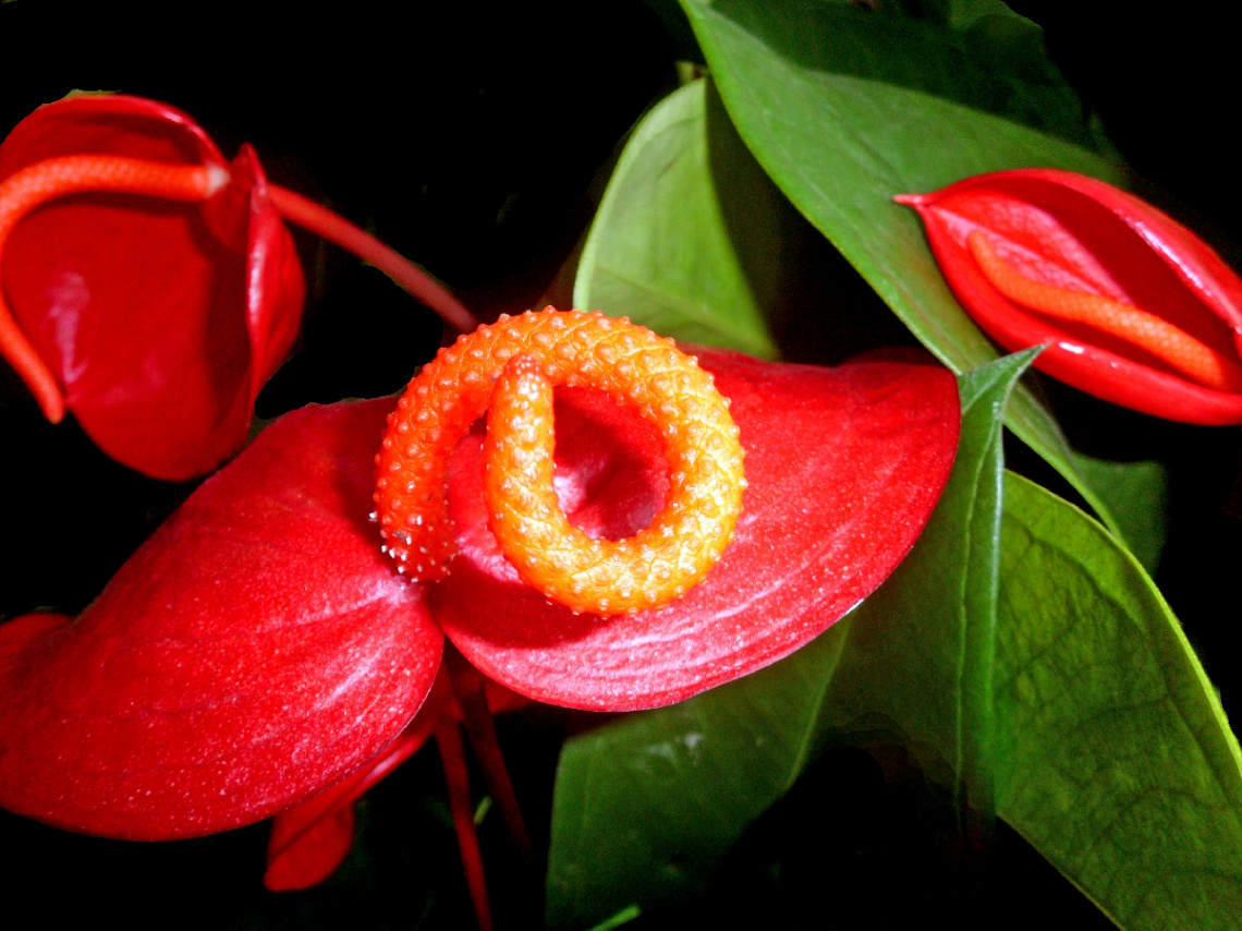 BLÜTEN