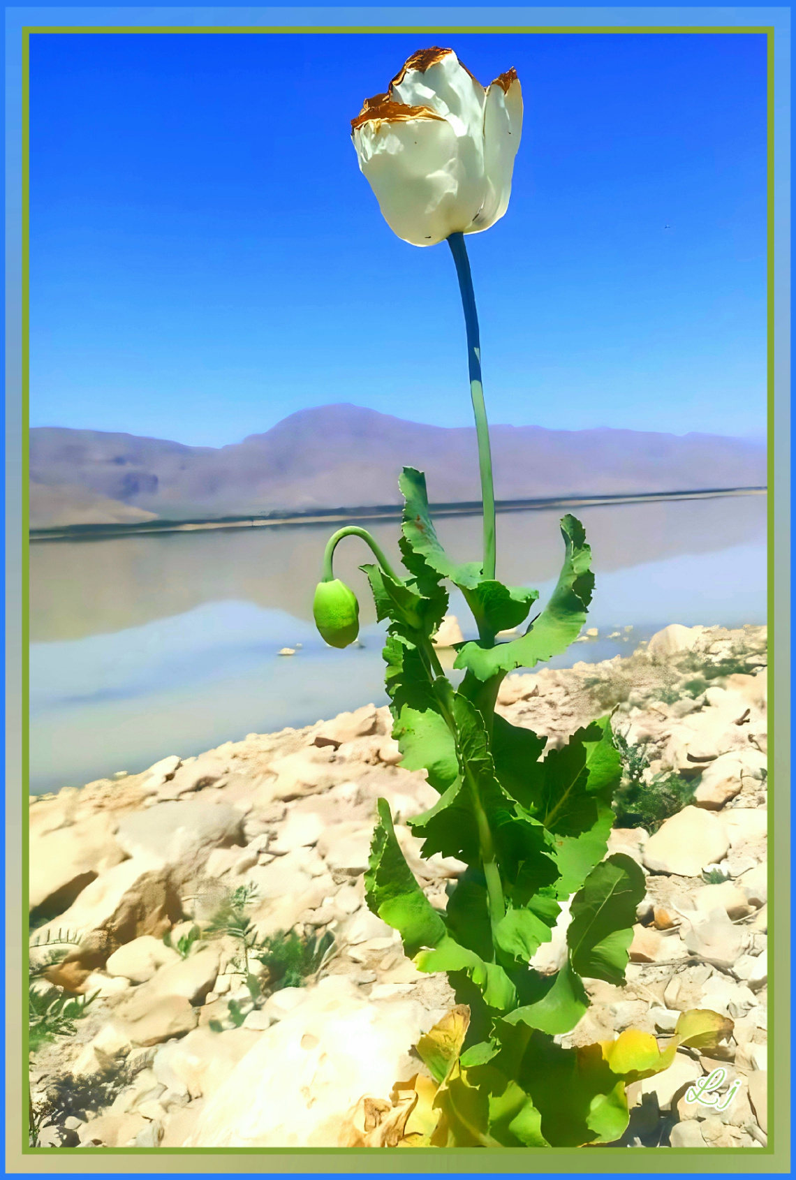 Wild Poppy, white⚜
