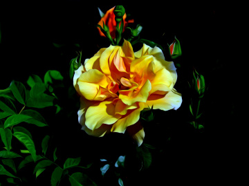 BLÜTEN