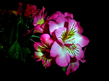 BLÜTEN