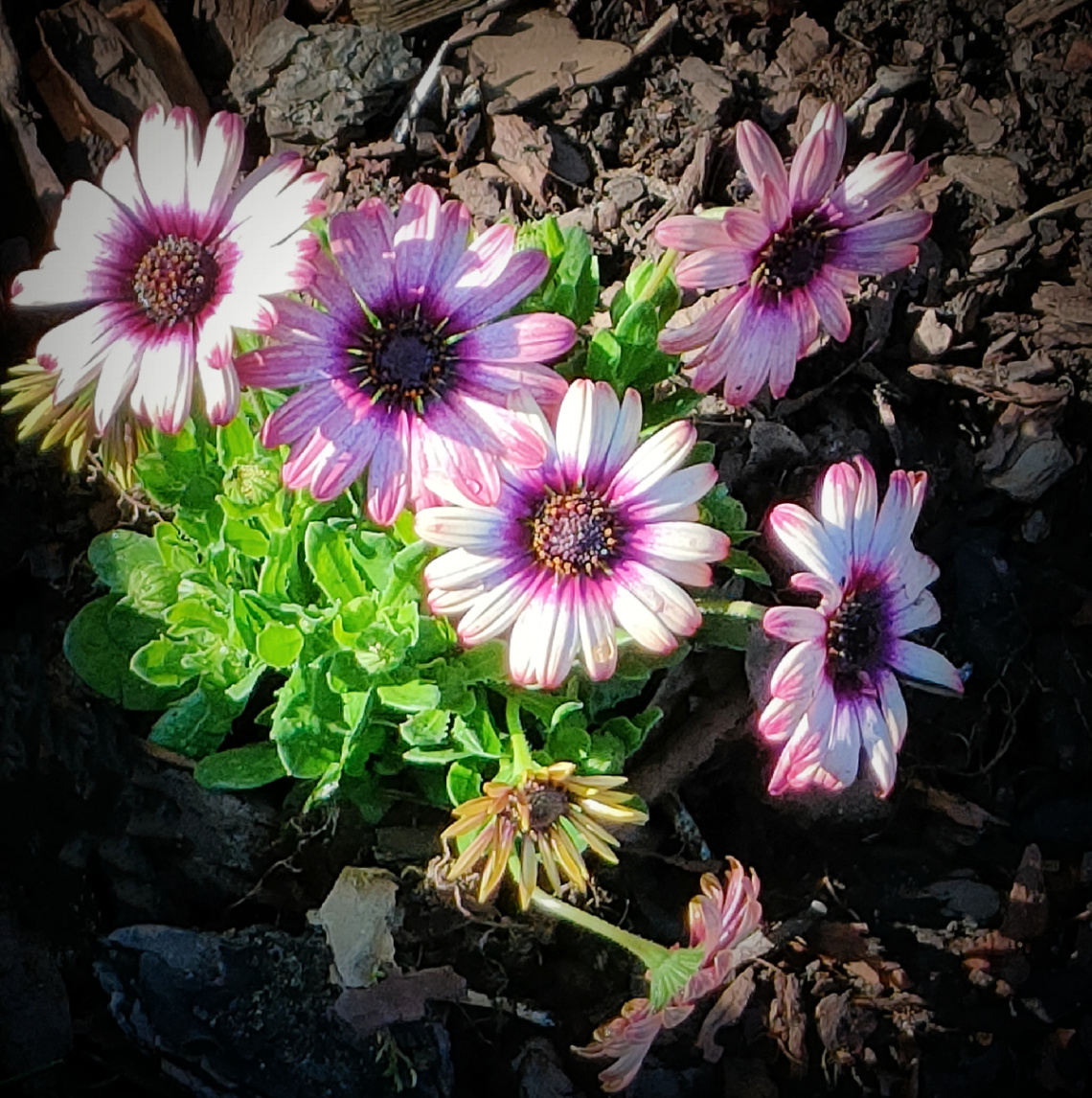 COLORFUL DAISIES
